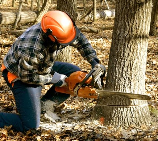 Tree Removal in Kopperl, TX